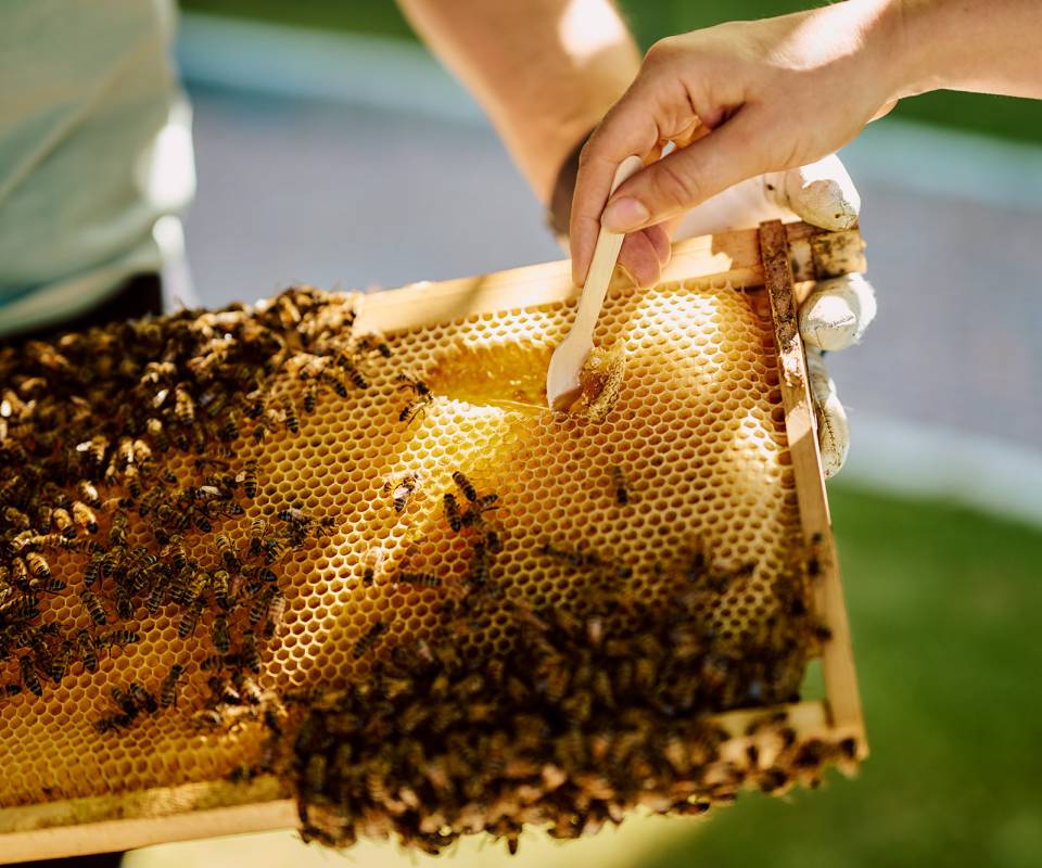Person löffelt Honig aus eine Bienenwabe