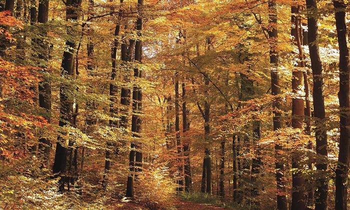 Autumn Deal - Home
