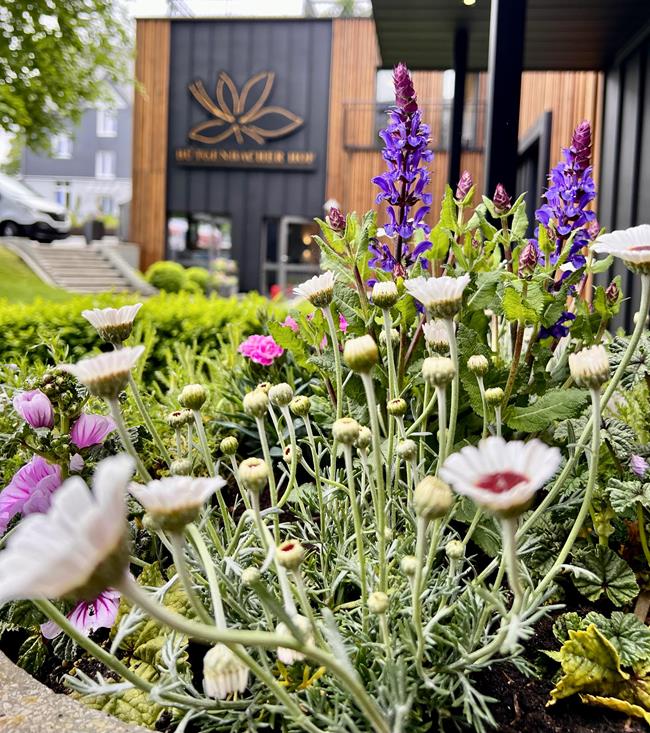 Bloeiende diversiteit – Inheemse bloemen voor onze bloembakken